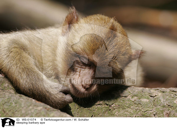schlafender Junger Berberaffe / sleeping barbary ape / WS-01074