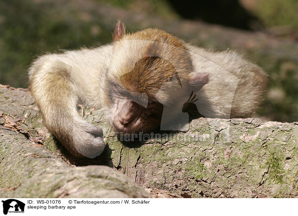 schlafender Junger Berberaffe / sleeping barbary ape / WS-01076