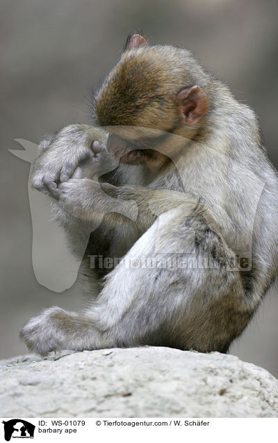 Junger Berberaffe spielt an seinen Fen / barbary ape / WS-01079