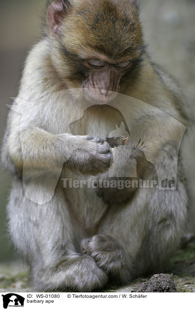 Junger Berberaffe betrachtet ein Blatt / barbary ape / WS-01080
