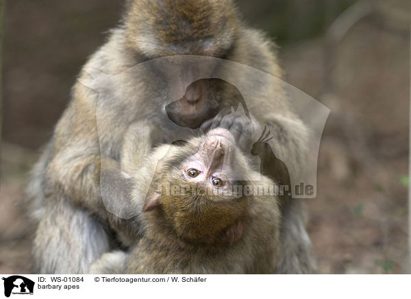 barbary apes / WS-01084