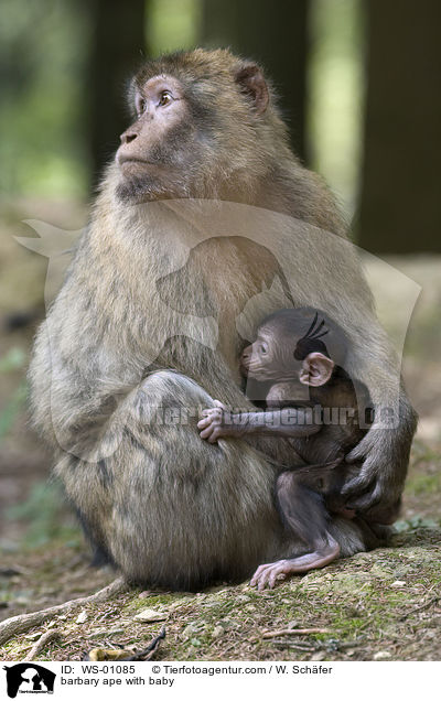 Berberaffe mit Jungem / barbary ape with baby / WS-01085
