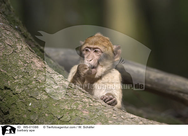 Berberaffe hinter einem Baumwurzel sitzend / barbary ape / WS-01086