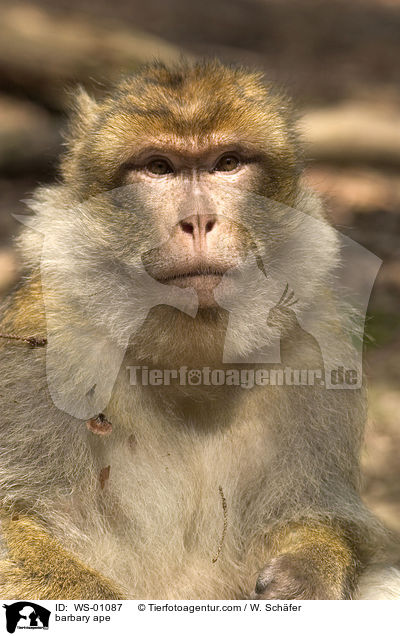 Berberaffe Portrait / barbary ape / WS-01087