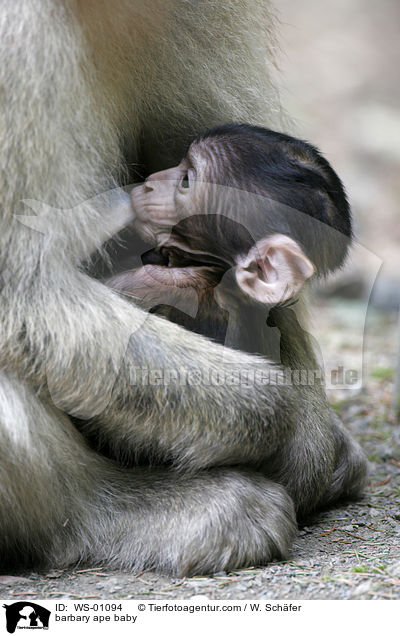 barbary ape baby / WS-01094