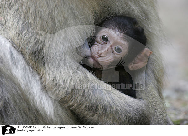 Berberaffenbaby saugt an der Brust der Mutter / barbary ape baby / WS-01095
