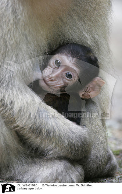 Berberaffenbaby saugt an der Brust der Mutter / barbary ape baby / WS-01096