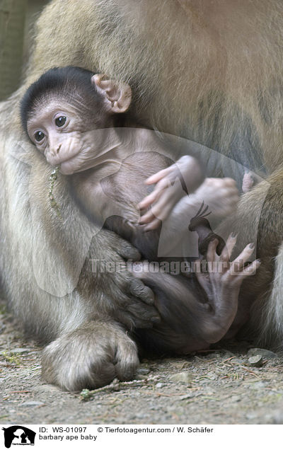 Berberaffenbaby / barbary ape baby / WS-01097