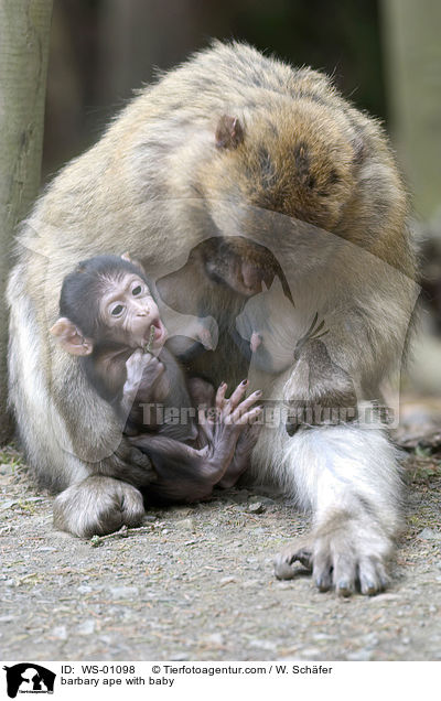 Berberaffe mit Jungem / barbary ape with baby / WS-01098