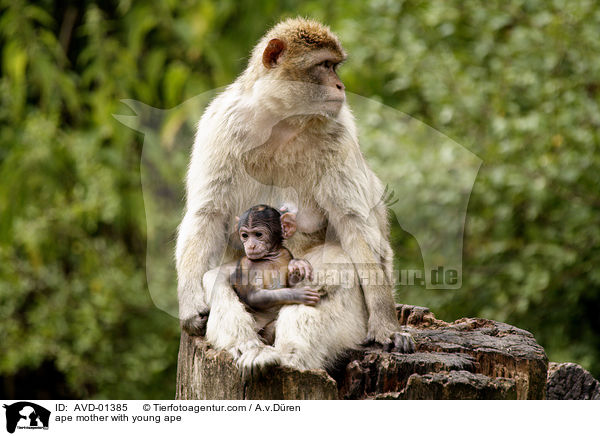 Berberaffe Mutter mit Jungem / ape mother with young ape / AVD-01385