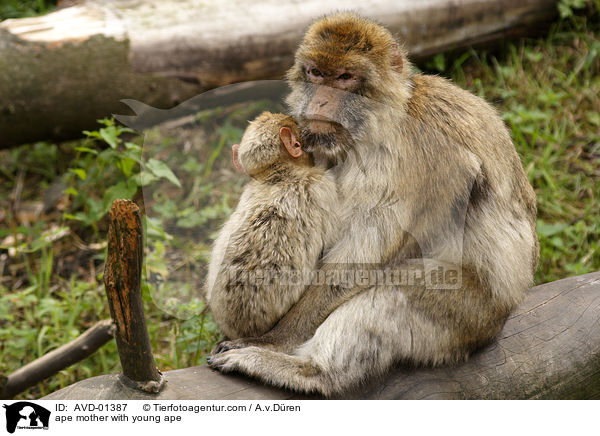 Berberaffe Mutter mit Jungem / ape mother with young ape / AVD-01387