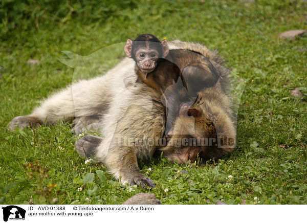 Berberaffe Mutter mit Jungem / ape mother with young ape / AVD-01388