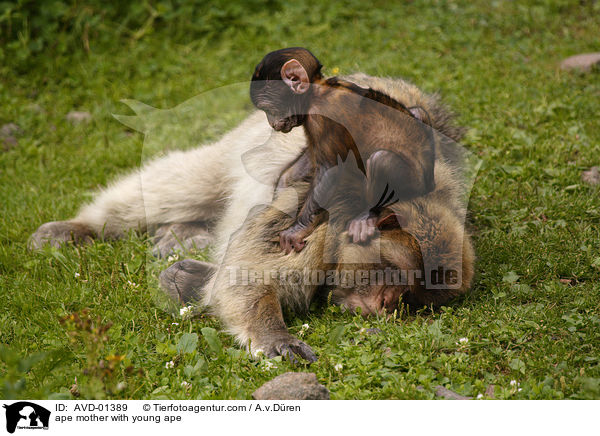 Berberaffe Mutter mit Jungem / ape mother with young ape / AVD-01389