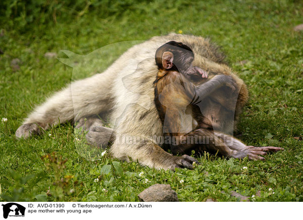 Berberaffe Mutter mit Jungem / ape mother with young ape / AVD-01390