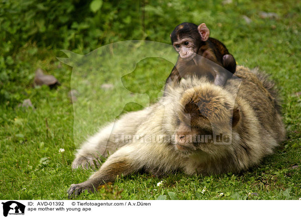 Berberaffe Mutter mit Jungem / ape mother with young ape / AVD-01392