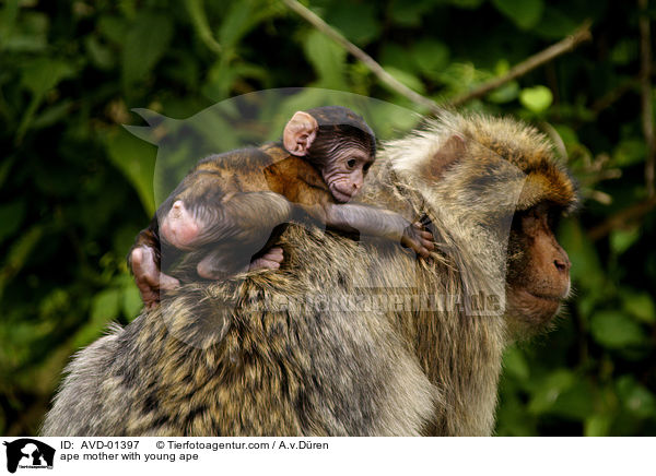Berberaffe Mutter mit Jungem / ape mother with young ape / AVD-01397