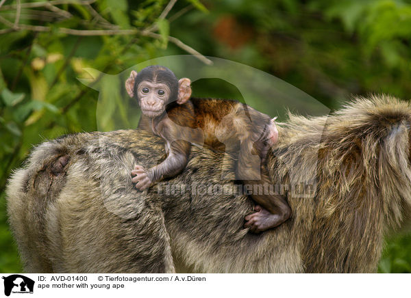 Berberaffe Mutter mit Jungem / ape mother with young ape / AVD-01400