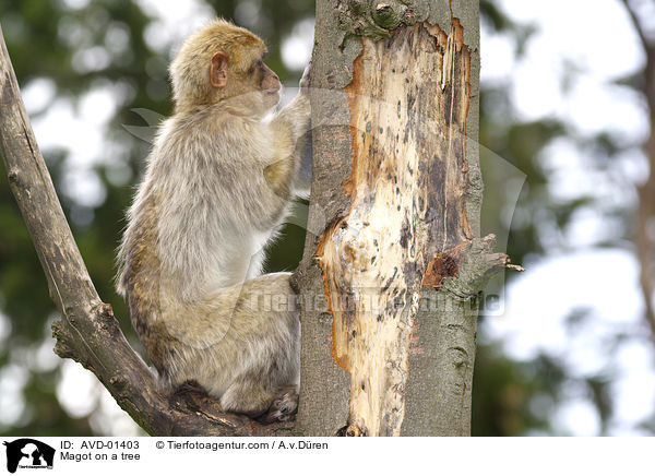 Berberaffe auf Baum / Magot on a tree / AVD-01403