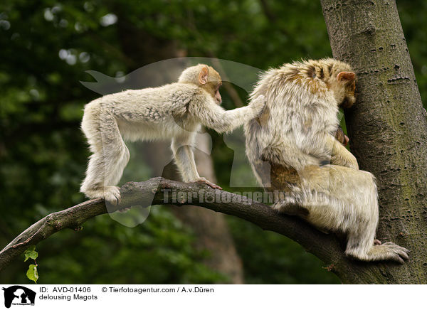 Berberaffen beim lausen / delousing Magots / AVD-01406