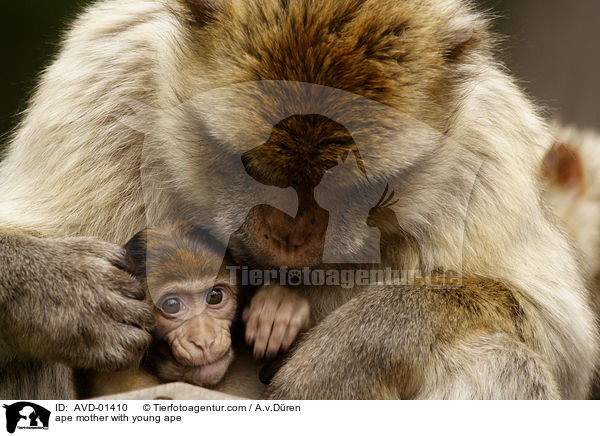 Berberaffe Mutter mit Jungem / ape mother with young ape / AVD-01410