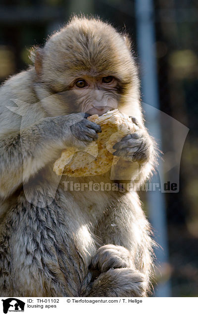 Affen beim Lausen / lousing apes / TH-01102