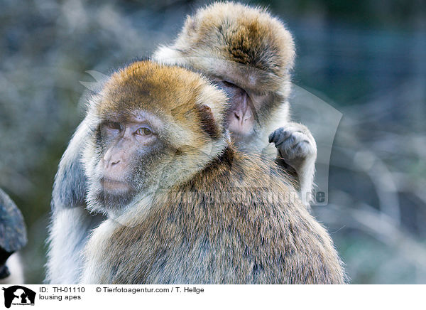 Affen beim Lausen / lousing apes / TH-01110
