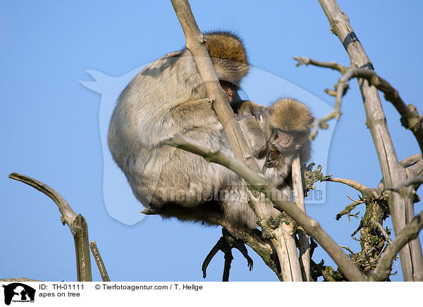 Affen im Baum / apes on tree / TH-01111
