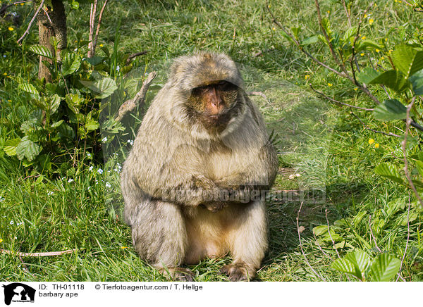 Berberaffe / barbary ape / TH-01118