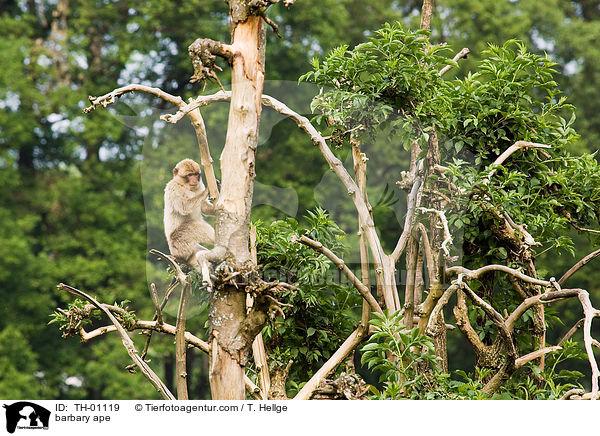 Berberaffe / barbary ape / TH-01119