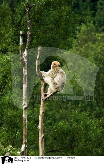 Berberaffe / barbary ape / TH-01122