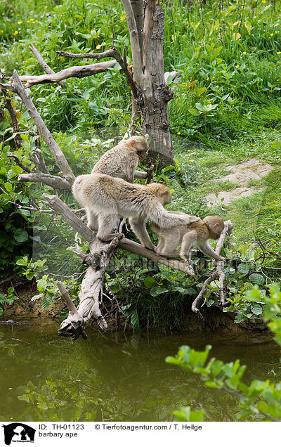 Berberaffe / barbary ape / TH-01123