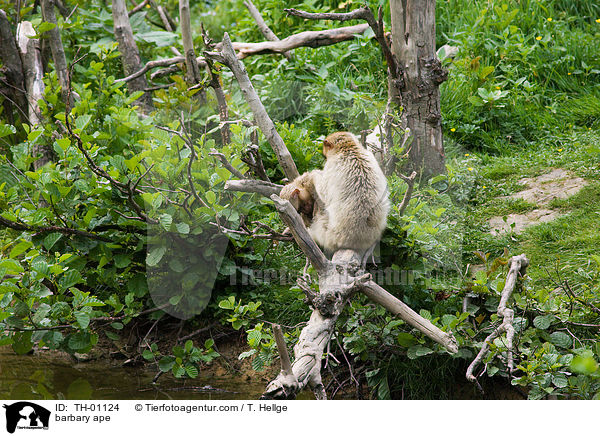 Berberaffe / barbary ape / TH-01124