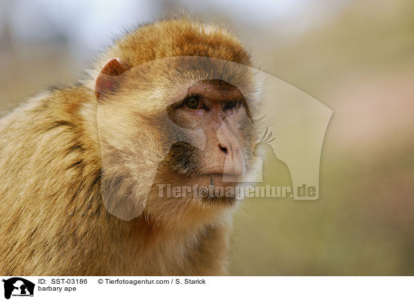 barbary ape / SST-03186
