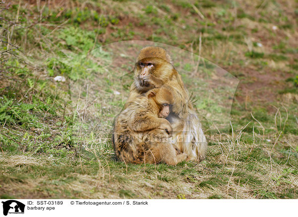 barbary ape / SST-03189
