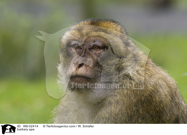 barbary ape / WS-02414