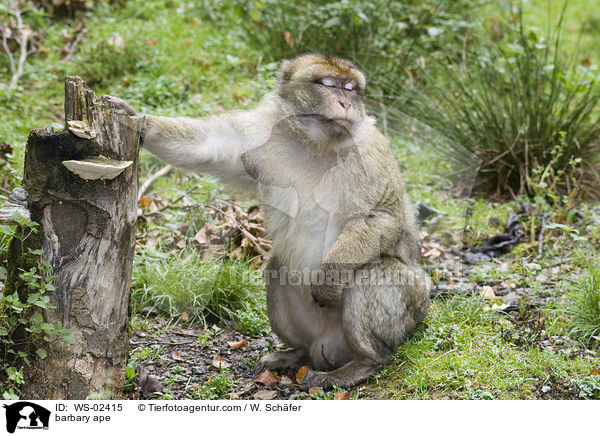 Berberaffe / barbary ape / WS-02415