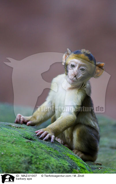 barbary ape / MAZ-01007