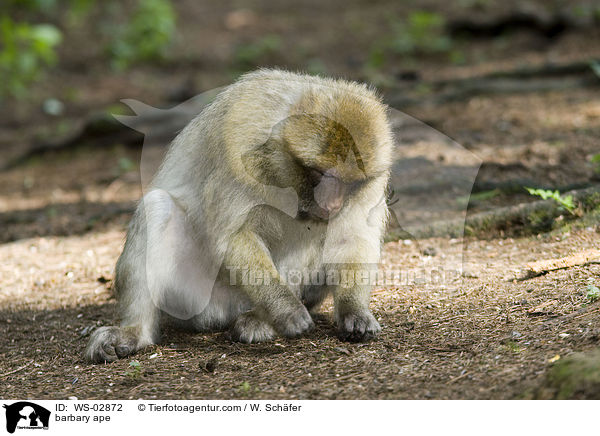 Berberaffe / barbary ape / WS-02872