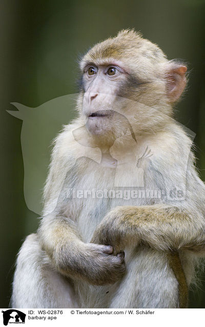 barbary ape / WS-02876