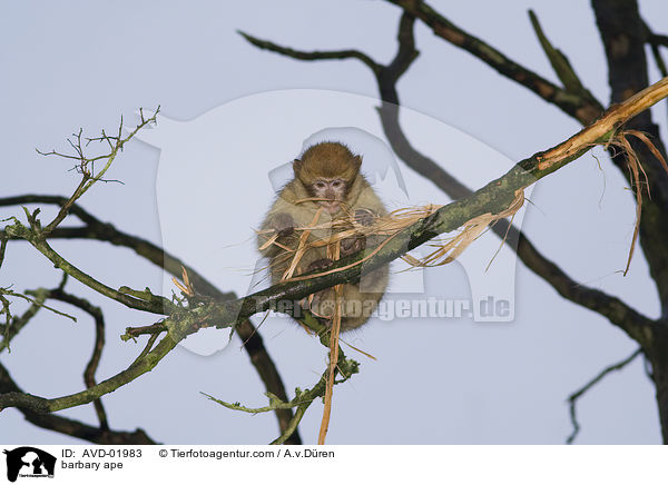 Berberaffe / barbary ape / AVD-01983