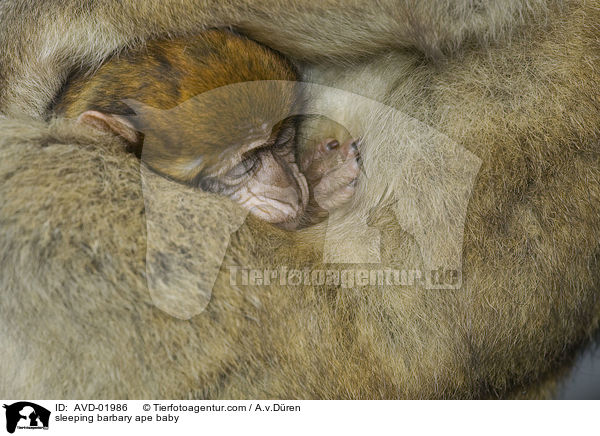 schlafendes Berberaffen-Baby / sleeping barbary ape baby / AVD-01986