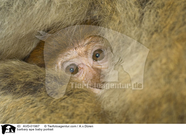 barbary ape baby portrait / AVD-01987