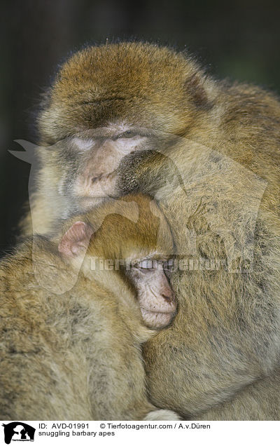 kuschelnde Berberaffen / snuggling barbary apes / AVD-01991