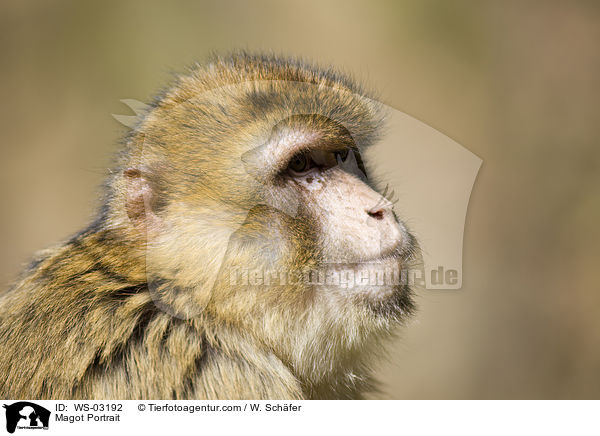 Berberaffe Portrait / Magot Portrait / WS-03192