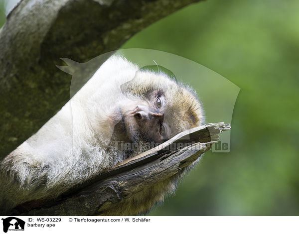 Berberaffe / barbary ape / WS-03229