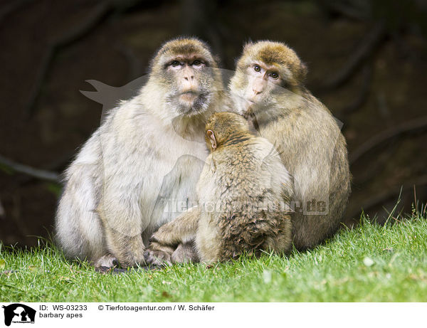Berberaffen / barbary apes / WS-03233