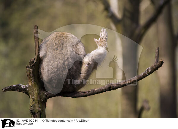 Berberaffe / barbary ape / AVD-02084
