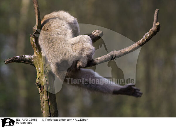Berberaffe / barbary ape / AVD-02088