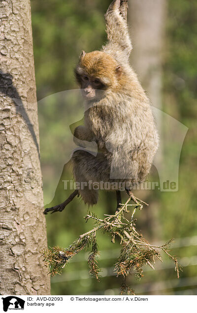 Berberaffe / barbary ape / AVD-02093