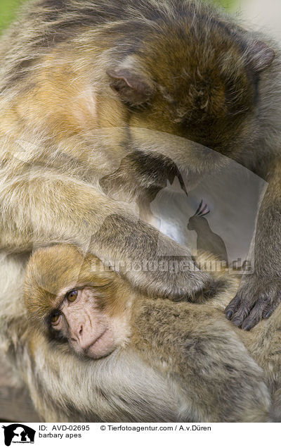 Berberaffen / barbary apes / AVD-02695